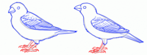 how-to-draw-sparrows-step-8_1_000000154453_3