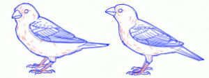 how-to-draw-sparrows-step-9_1_000000154454_3