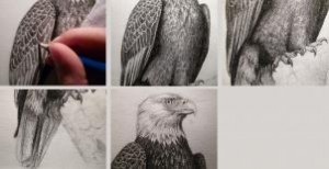 how-to-sketch-a-bald-eagle-step-11_1_000000167454_3