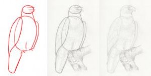 how-to-sketch-a-bald-eagle-step-3_1_000000167446_3