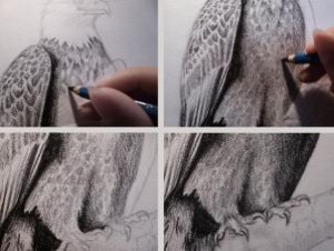 how-to-sketch-a-bald-eagle-step-7_1_000000167450_3