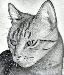 how-to-draw-a-cat-head-draw-a-realistic-cat-step-12_1_000000063181_3