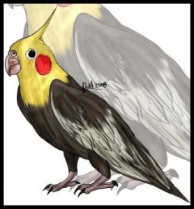 how-to-draw-a-cockatiel_1_000000000556_3