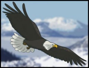 how-to-draw-an-eagle_1_000000000114_3