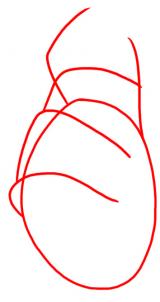 how-to-draw-a-hand-step-1_1_000000014206_3