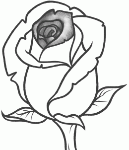 how-to-draw-a-rose-bud-rose-bud-step-8_1_000000131355_3