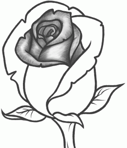 how-to-draw-a-rose-bud-rose-bud-step-9_1_000000131357_3