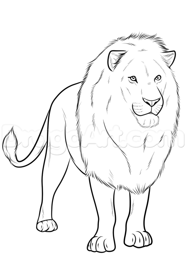 drawing-a-realistic-lion-step-11_1_000000185971_5