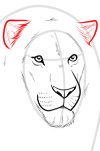 drawing-a-realistic-lion-step-5_1_000000185965_3