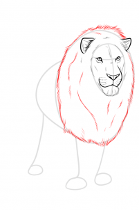 drawing-a-realistic-lion-step-6_1_000000185966_3