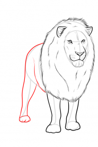 drawing-a-realistic-lion-step-9_1_000000185969_3