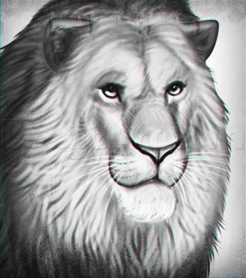 drawing-a-realistic-lion_5