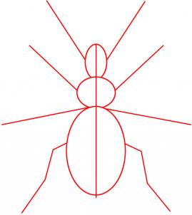 how-to-draw-a-beetle-step-1_1_000000019031_3