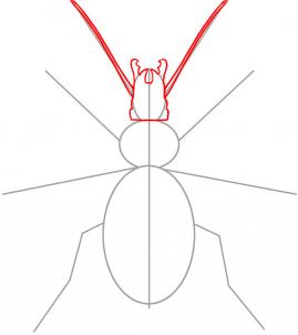 how-to-draw-a-beetle-step-2_1_000000019033_3