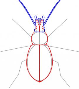 how-to-draw-a-beetle-step-3_1_000000019035_3