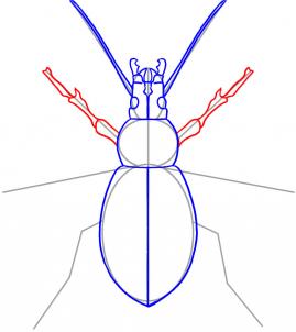 how-to-draw-a-beetle-step-4_1_000000019037_3