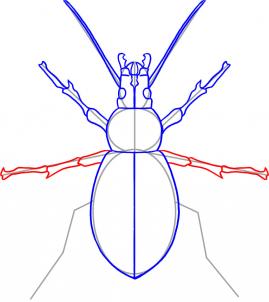 how-to-draw-a-beetle-step-5_1_000000019039_3