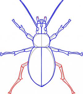 how-to-draw-a-beetle-step-6_1_000000019041_3