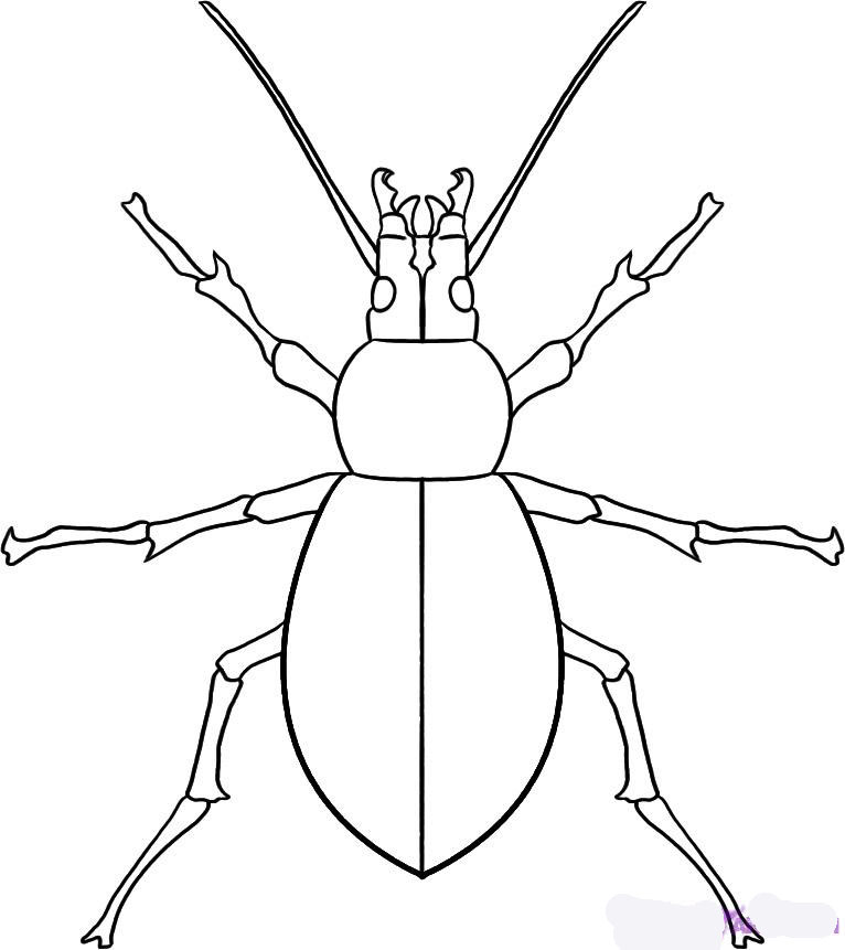 how-to-draw-a-beetle-step-7_1_000000019043_5