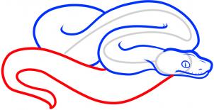 how-to-draw-a-boa-constrictor-step-5_1_000000083545_3