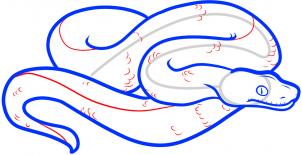 how-to-draw-a-boa-constrictor-step-6_1_000000083547_3