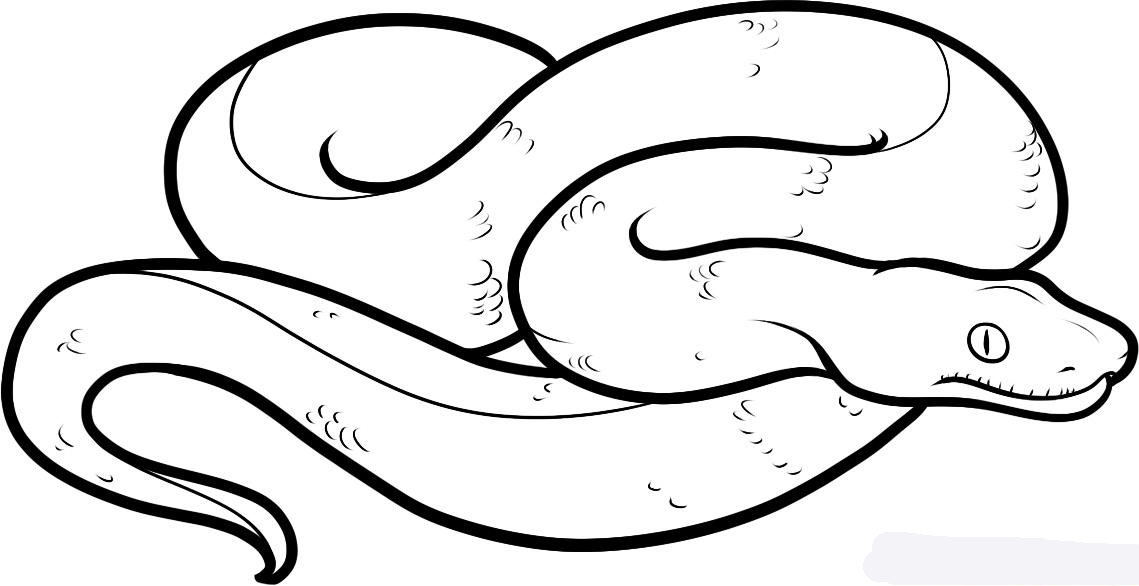 how-to-draw-a-boa-constrictor-step-7_1_000000083549_5