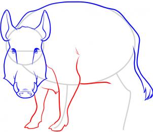 how-to-draw-a-boar-wild-boar-step-6_1_000000053343_3