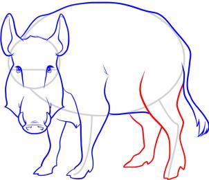 how-to-draw-a-boar-wild-boar-step-7_1_000000053345_3