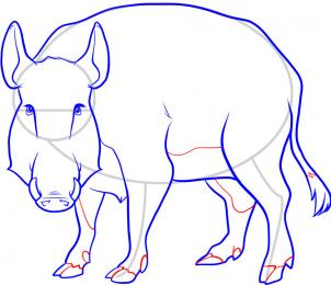 how-to-draw-a-boar-wild-boar-step-8_1_000000053347_3