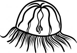 how-to-draw-a-box-jellyfish-box-jellyfish-step-6_1_000000085967_3