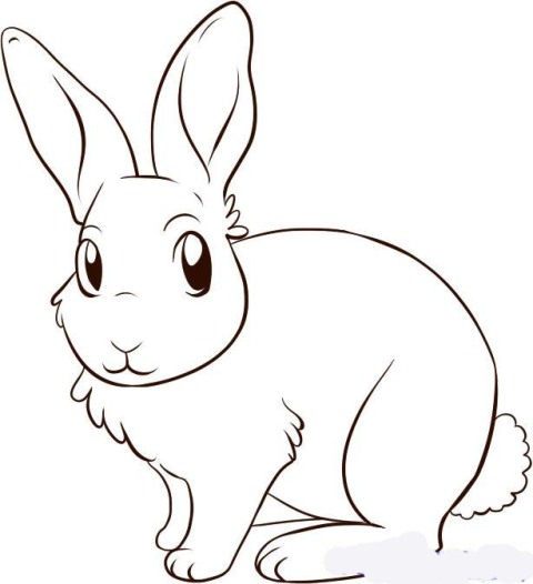 how-to-draw-a-bunny-rabbit-step-5_1_000000027895_5