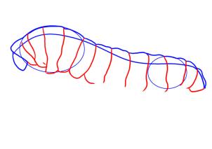 how-to-draw-a-caterpillar-step-3_1_000000009828_3
