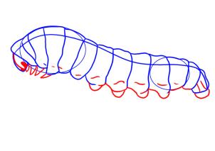 how-to-draw-a-caterpillar-step-4_1_000000009829_3