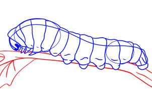 how-to-draw-a-caterpillar-step-5_1_000000009830_3