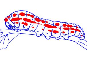 how-to-draw-a-caterpillar-step-6_1_000000009831_3