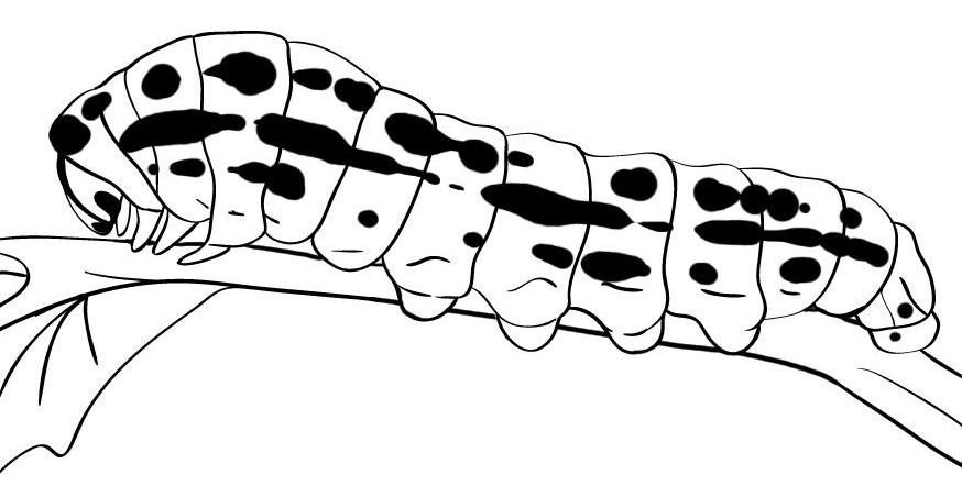 how-to-draw-a-caterpillar-step-7_1_000000009832_5