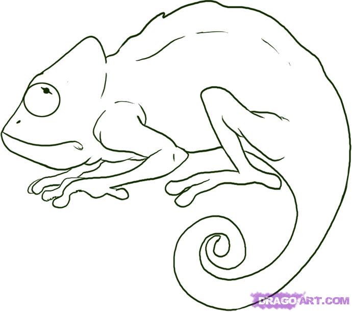 how-to-draw-a-chameleon-step-5_1_000000006726_5
