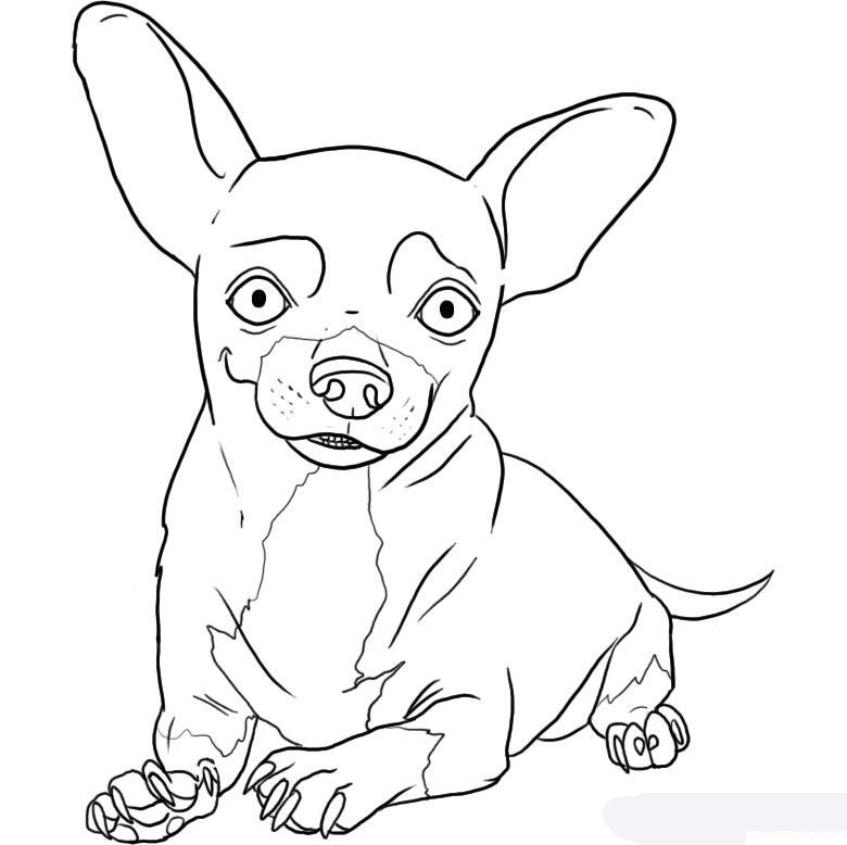 how-to-draw-a-chihuahua-step-6_1_000000004058_5