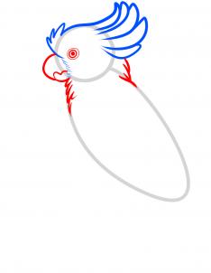 how-to-draw-a-cockatoo-step-3_1_000000090779_3