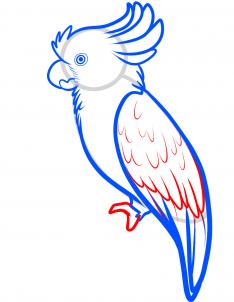 how-to-draw-a-cockatoo-step-5_1_000000090783_3