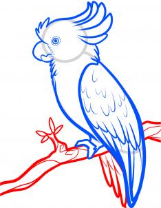 how-to-draw-a-cockatoo-step-6_1_000000090785_3