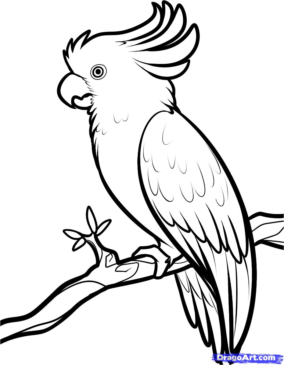 how-to-draw-a-cockatoo-step-7_1_000000090787_5