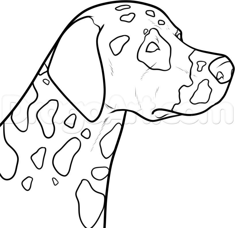 how-to-draw-a-dalmatian-step-6_1_000000180945_5