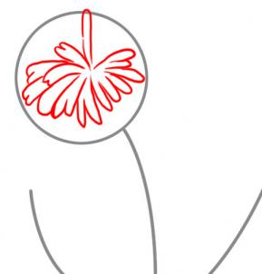 how-to-draw-a-dandelion-step-2_1_000000026109_3