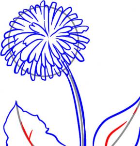 how-to-draw-a-dandelion-step-5_1_000000026115_3