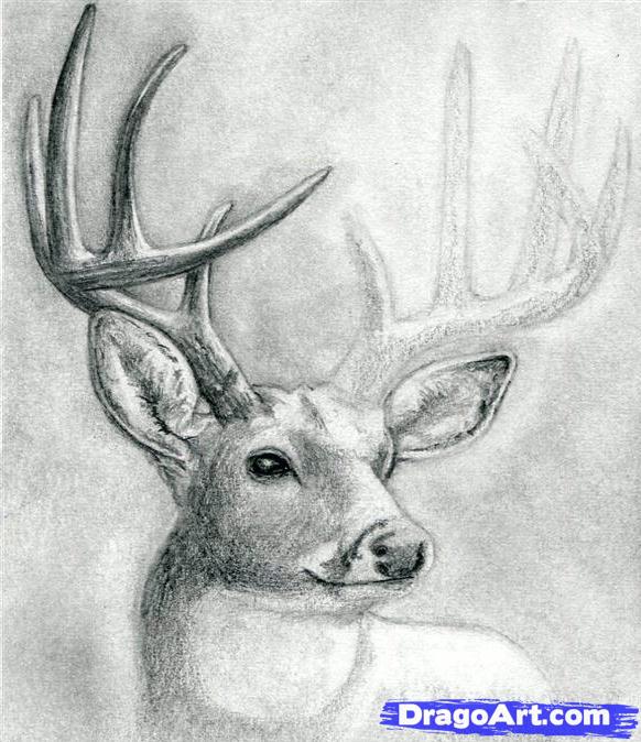 how-to-draw-a-deer-head-buck-dear-head-step-10_1_000000065869_5
