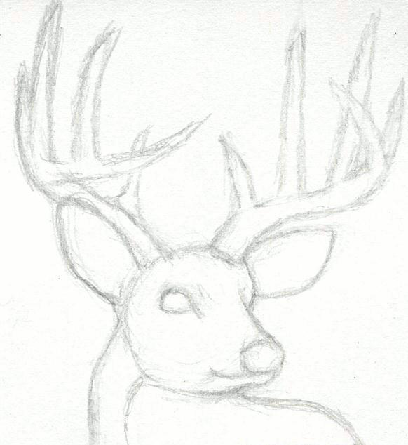 how-to-draw-a-deer-head-buck-dear-head-step-3_1_000000065855_5