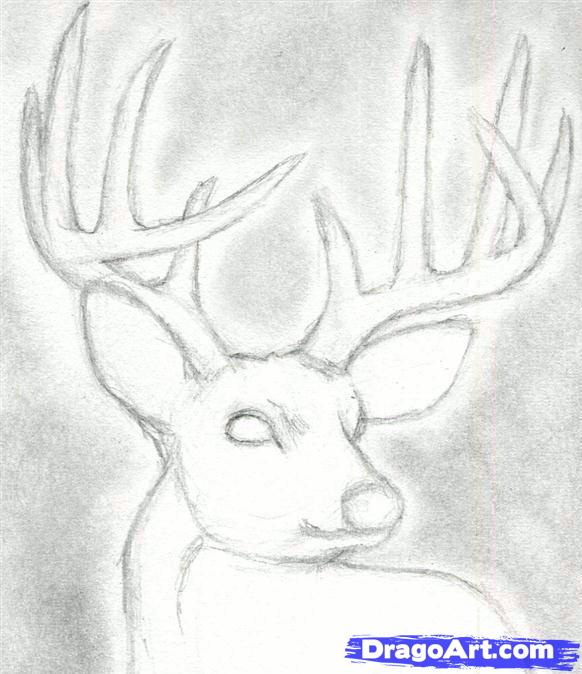 how-to-draw-a-deer-head-buck-dear-head-step-4_1_000000065857_5