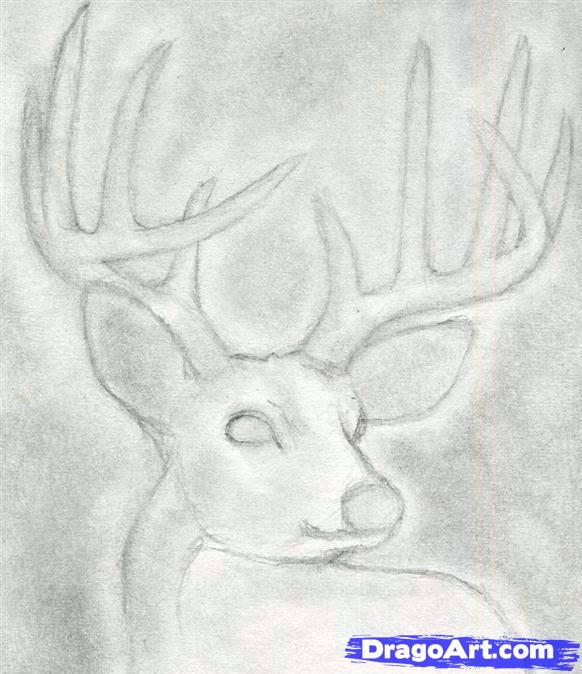 how-to-draw-a-deer-head-buck-dear-head-step-5_1_000000065859_5