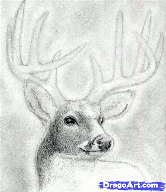 how-to-draw-a-deer-head-buck-dear-head-step-7_1_000000065863_5